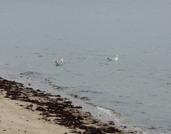 Larus