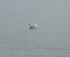 Larus argentatus