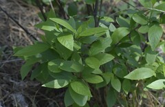 Calycanthus occidentalis