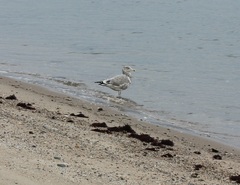 Larus argentatus