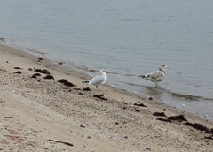 Larus delawarensis