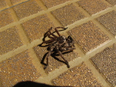 Polybetes pythagoricus