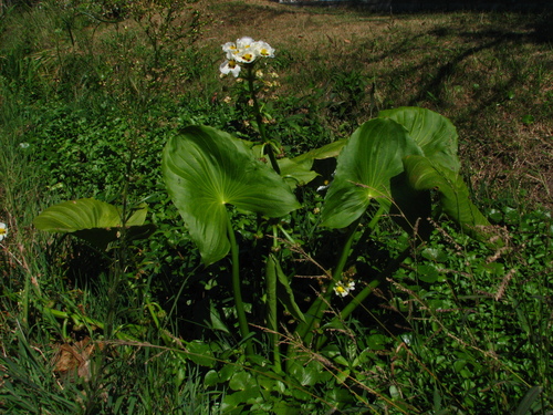 Sagittaria montevidensis