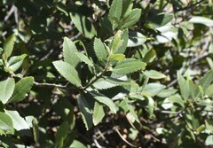 Heteromeles arbutifolia