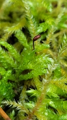 Brachythecium rutabulum