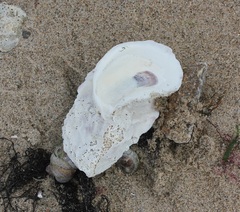 Crassostrea virginica