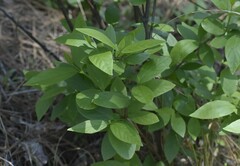 Calycanthus occidentalis