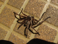 Polybetes pythagoricus