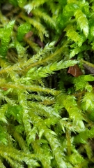 Brachythecium rutabulum