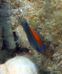 Stegastes adustus