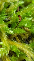 Brachythecium rutabulum