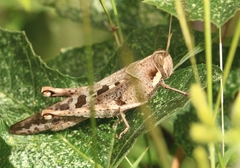 Schistocerca