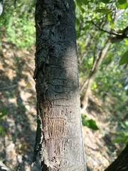 Agrilus planipennis