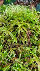 Brachythecium rutabulum