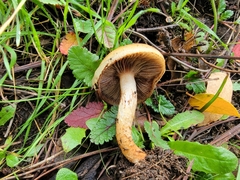 Pholiota