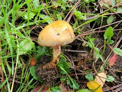 Pholiota