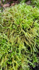 Brachythecium rutabulum