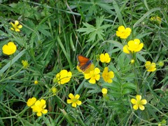 Lycaena hippothoe