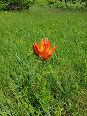 Lilium bulbiferum