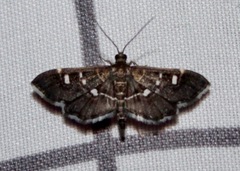 Diathrausta reconditalis