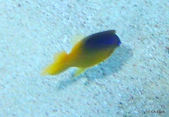 Stegastes leucostictus