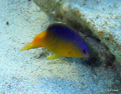 Stegastes leucostictus