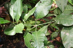 Psychotria psychotrioides