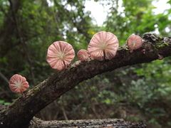 Moniliophthora perniciosa