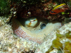 Octopus insularis