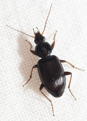 Agonum punctiforme