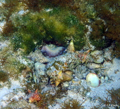 Octopus insularis