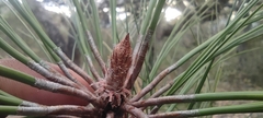Pinus pseudostrobus apulcensis