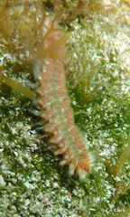Hermodice carunculata