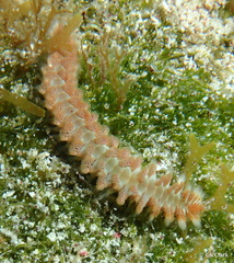 Hermodice carunculata