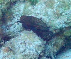 Cephalopholis cruentata