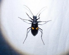 Oxycheila tristis
