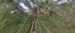 Pinus pseudostrobus apulcensis