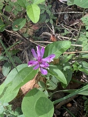 Rhinotropis californica