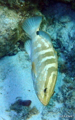 Epinephelus striatus