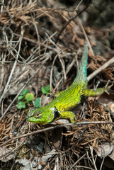 Sceloporus formosus