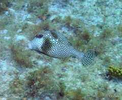 Lactophrys bicaudalis