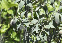 Frangula californica ursina