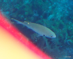 Azurina multilineata