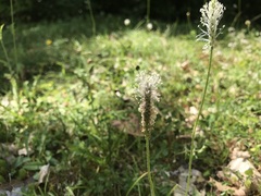 Plantago media