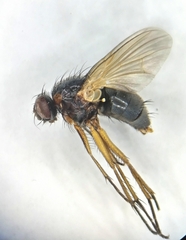 Mydaea humeralis