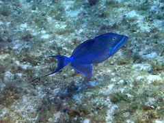Balistes vetula