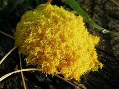 Fuligo septica