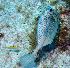 Acanthostracion polygonium