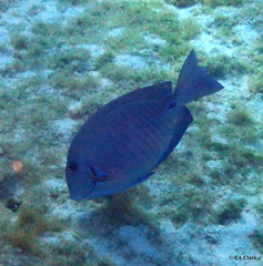 Acanthurus chirurgus