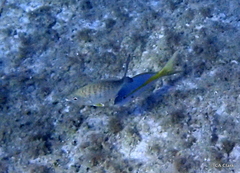 Ocyurus chrysurus